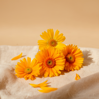 <strong>Arnica</strong>