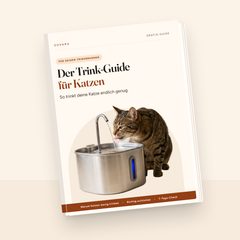 E-Book