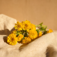 <strong>Helichrysum</strong>